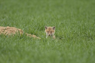 Fox cub (Vulpes vulpes)