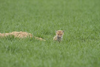 Fox cubs (Vulpes vulpes)