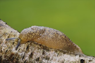 Yellow Slug (Limax flavus)
