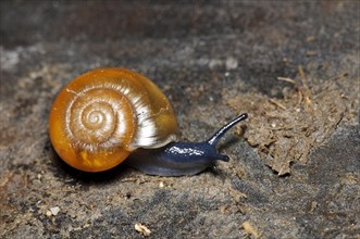 Waxy Glass-snail (Aegopinella nitidula)