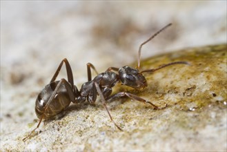 Ant (Formica cunicularia) adult worker drinking from a water droplet