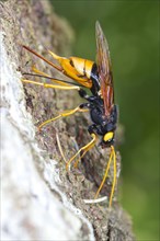 Giant Woodwasp (Urocerus gigas) adult female laying eggs in the trunk of a Sitka Spruce (Picea sitchensis) tree