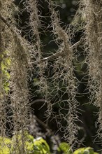 Spanish moss (Tillandsia usneoides)
