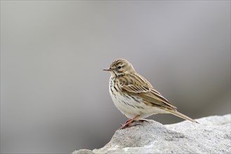 Meadow Pipit (Anthus pratensis) adult