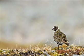 Eurasian Golden Plover (Pluvialis apricaria) adult male