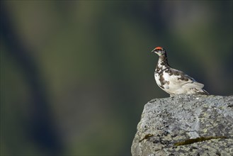 Rock Ptarmigan (Lagopus muta) adult male