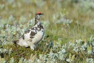 Rock Ptarmigan (Lagopus muta) adult male