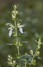 Tree Germander (Teucrium fruticans) in flower