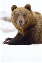European Brown Bear (Ursus arctos arctos) adult