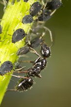 Carpenter Ant (Camponotus piceus) adult worker