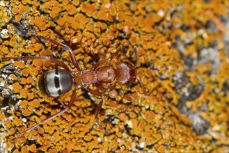 Blood-red Slave-maker Ant (Formica sanguinea) adult worker