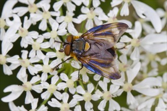 Tachinid Fly (Alophora hemiptera) adult male