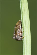 Horned Treehopper (Centrotus cornutus) adult
