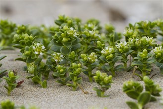 Sea Sandwort (Honckenya peploides) flowering on a sand dune