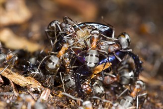 Hairy Wood Ant (Formica lugubris) adult worker ants dismembering a dead beetle
