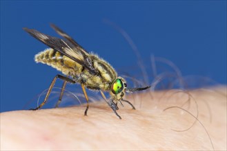 Twin-lobed Deerfly (Chrysops relictus) feeding on a human hand