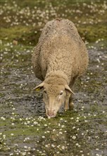 Merino sheep grazing and drinking in pool with water-crowfoot (Ranunculus aquatilis)