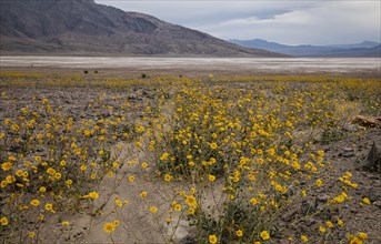 Desert sunflower or desert gold (Geraea canescens)