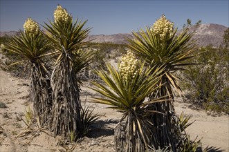 Mojave yucca or Spanish dagger (Yucca schidigera) in flower
