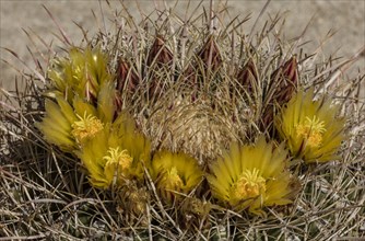 Barrel Cactus (Ferocactus cylindraceus) in flower