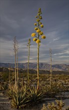 Desert Agave (Agave deserti) in flower