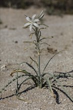 Desert Lily (Hesperocallis undulata) in flower