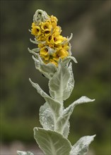 Great mullein (Verbascum thapsus montanum)