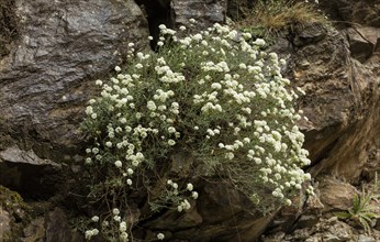 Shrubby Alison (Hormathophylla halimifolia) on limestone cliff
