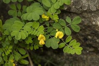 Scorpion senna (Hippocrepis emerus) in flower