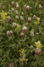 Long-headed Clover (Trifolium incarnatum molinerii) in nitrogen-poor sward