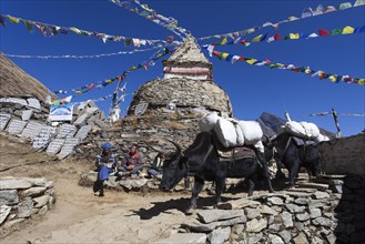 Sherpas and Yaks (Bos mutus) in front of a Buddhist stupa with prayer flags