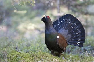 Capercaillie or Wood Grouse (Tetrao urogallus)