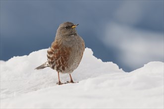 Alpine Accentor (Prunella collaris) in winter