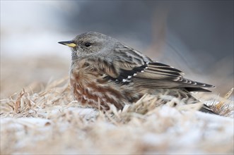 Alpine Accentor (Prunella collaris) in winter