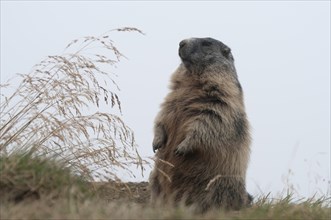 Alpine Marmot (Marmota marmota) keeping watch attentively outside its burrow