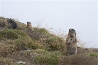 Alpine Marmots (Marmota marmota)