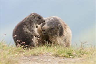 Alpine Marmots (Marmota marmota) adult playing with young