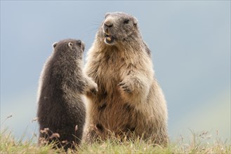 Alpine Marmots (Marmota marmota) adult playing with young