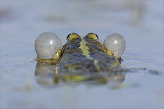 Pond Frog or Edible Frog (Rana esculenta)