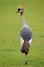 Black Crowned-Crane (Balearica pavonina)