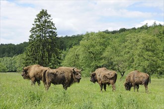 Herd of Wisent or European Bison (Bison bonasus)