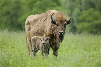 Wisent or European Bison (Bison bonasus)