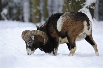 European Mouflon (Ovis ammon Musimon)