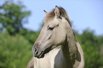 Tarpan or Eurasian Wild Horse (Equus ferus gmelini