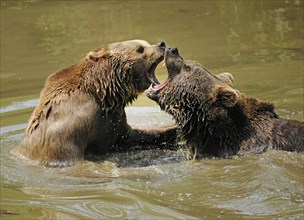 Two European Brown Bear (Ursus arctos) fighting in the water