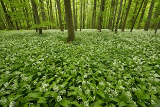 Beech (Fagus sylvatica) forest with flowering Ramsons or Wild Garlic (Allium ursinum)