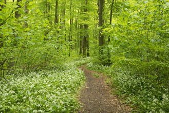 Path in the spring forest with flowering Ramsons or Wild Garlic (Allium ursinum)