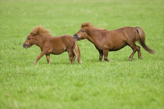 Two minature shetland ponies on a pasture