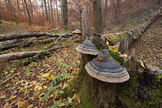 Tinder Fungus (Fomes fomentarius) at the base of the trunk of a dead and fallen beech (Fagus sylvatica)