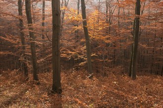 Autumnally coloured beech forest